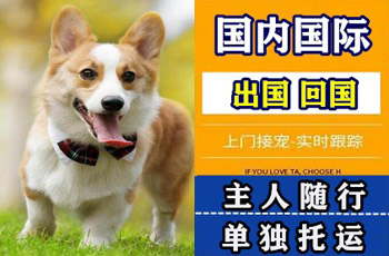 上海宠物托运公司上海宠物托运公司上海宠物托运公司