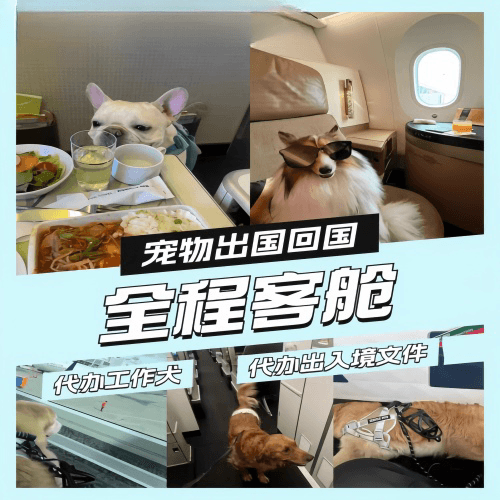 青海省宠物托运到白俄罗斯宠物入境规定和要求